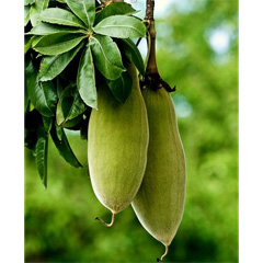 Baobab Poliactive