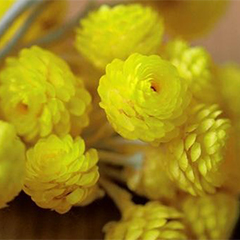 Безсмертника (Immortelle) абсолют