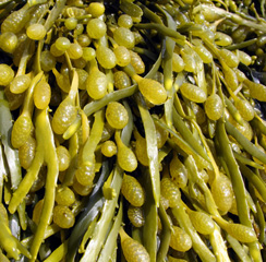 Fucus-gel