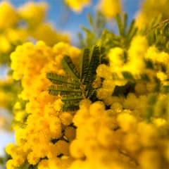 Мімози абсолют (Індія)