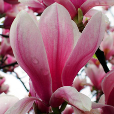 Запашка "Magnolia"
