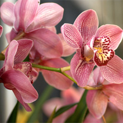 Віддушка "Silk & Orchid"