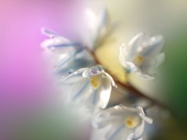 Парфуми. композиція «Lucky»