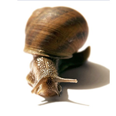 Snail-active