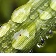 Vegetal Ceramides